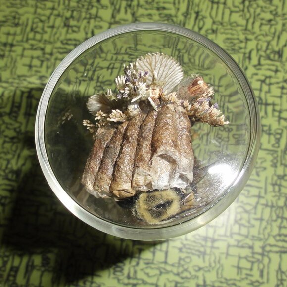 Scorpion Green Chafer Beetle Wasp Nest Bee & Crystal Oddity Jar taxidermy - Picture 16 of 16